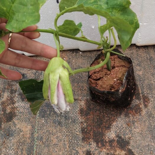 灵山县紫色黄皮果