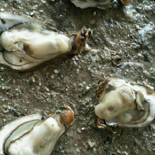 阳西县阳江生蚝 阳江阳西程村生蚝一手货源