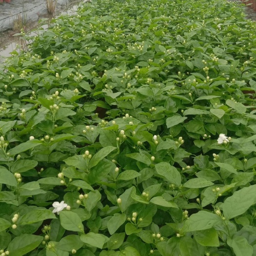 横州市 横县茉莉花