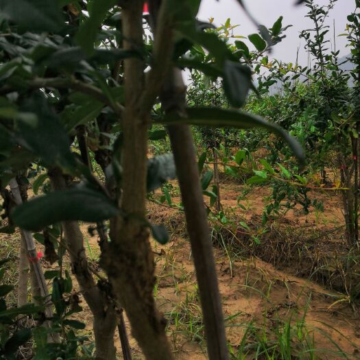 荥阳市河阴软籽石榴树苗