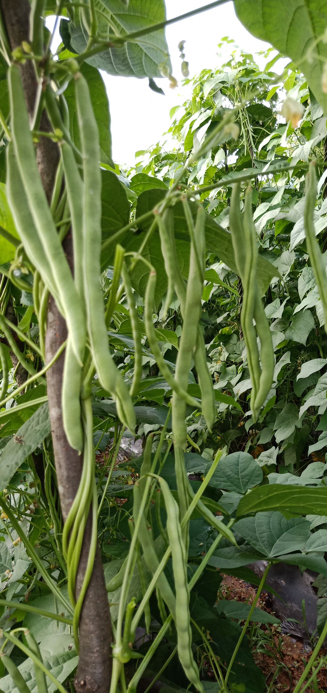 无筋豆角 40cm以下