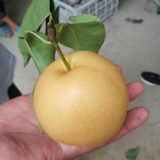 东阿县 圆黄梨