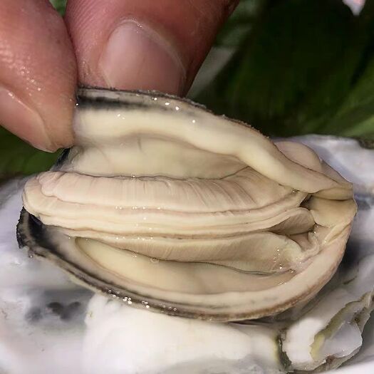 长海县 大连蚝，生蚝批发，牡蛎批发，二倍体生蚝。