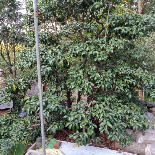 远安县 金弹子盆景