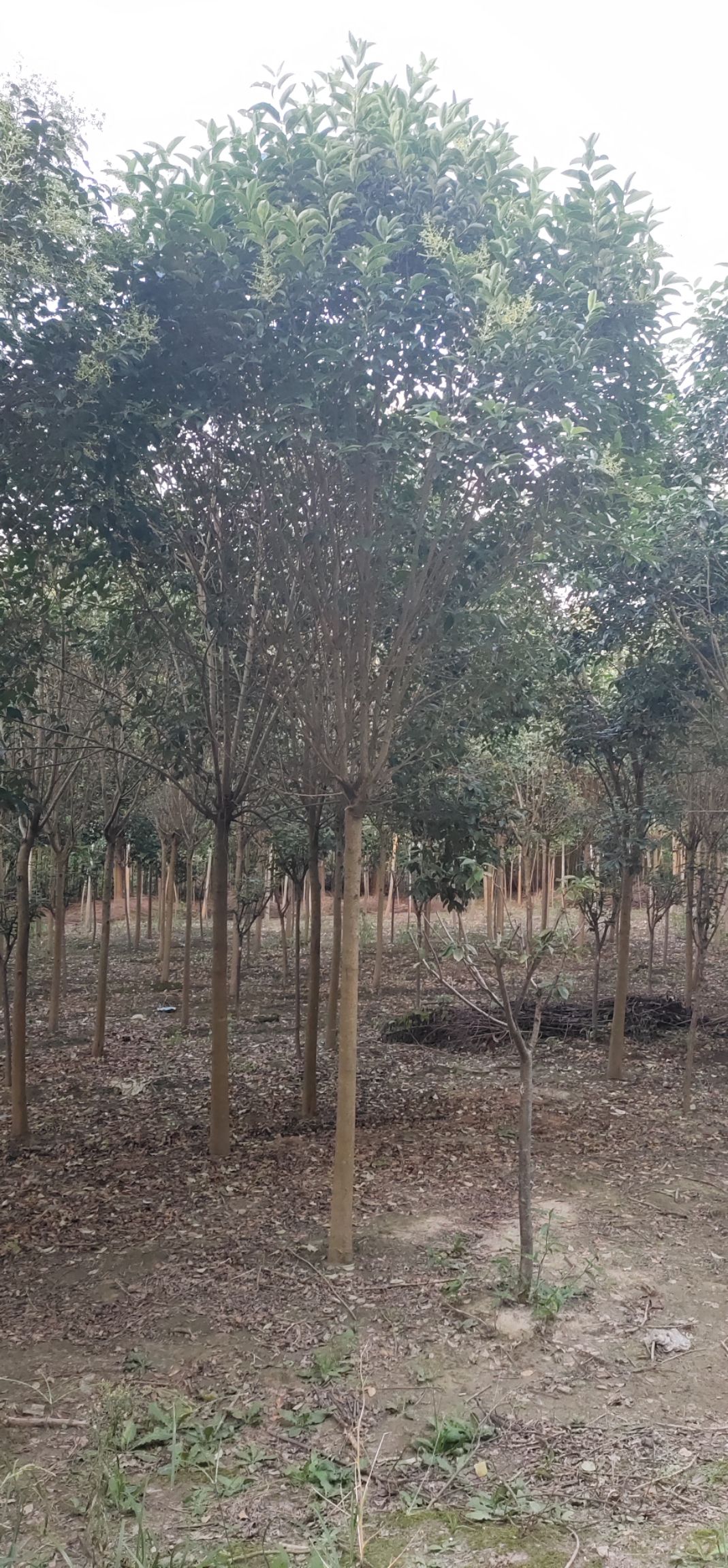  全国最大的大叶女贞产业基地