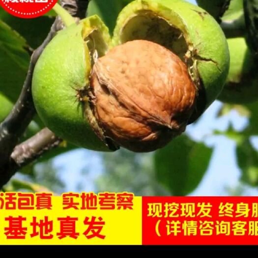 平邑县 核桃苗嫁接核桃树苗薄皮盆栽地栽当年接果南方北方种植庭院果树