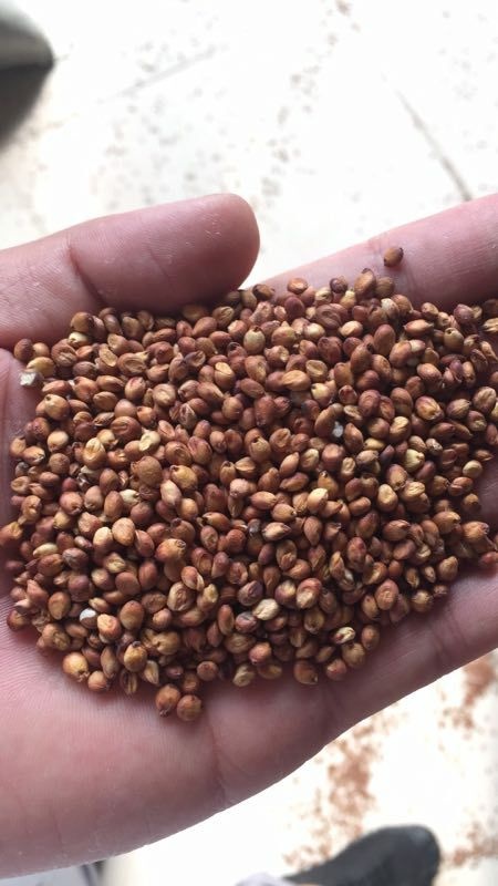 许昌红缨子高粱 红缨子净粮现货300吨