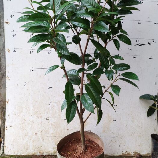 东兴市金花茶盆栽 金花茶盆景 原生防普金花茶 广西原产地 花之皇后 金花茶