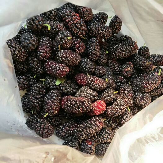 灵山县四季大果桑苗 大果桑苗