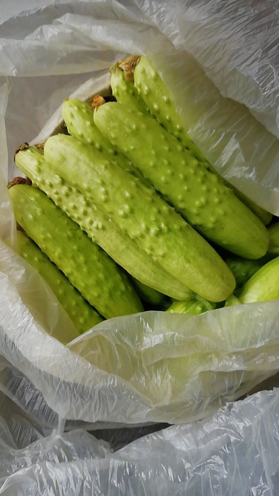  海阳白黄瓜，头茬自家日产500-1000斤，新老客户订货提前