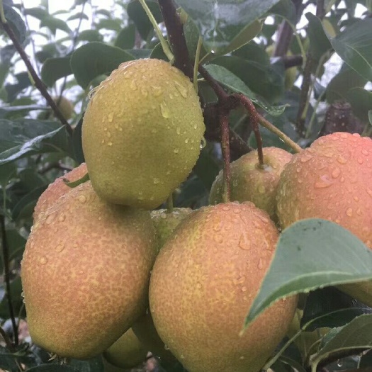 鲁山县 红香酥梨大量上市，酥脆汁多，甜度大，颜色好，果面干净