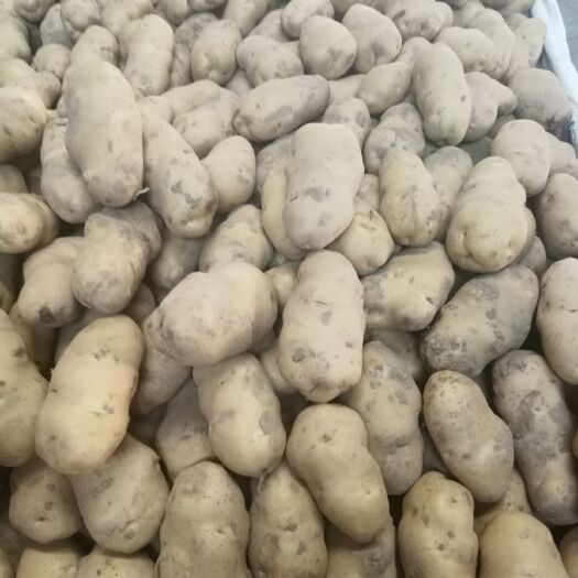 临洮县 冀张薯大量有货