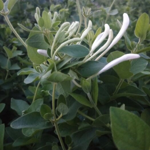 临西县 金银花茶干花带绒毛新花