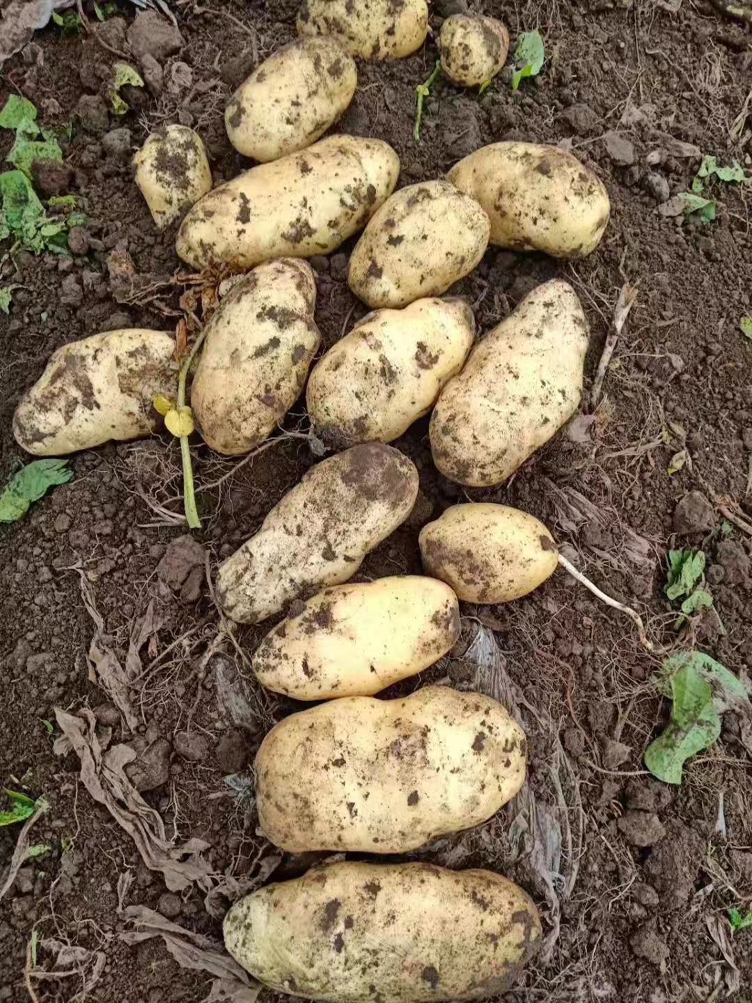  大量土豆待售