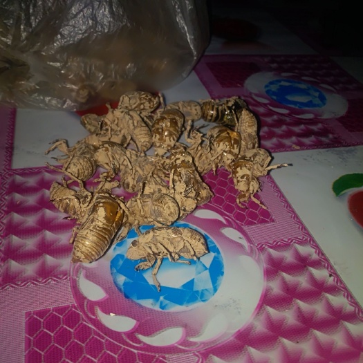 蒲城县蝉蜕 自家果拣到的，黄土地统货，约50斤。其它果农都有。要来收购，