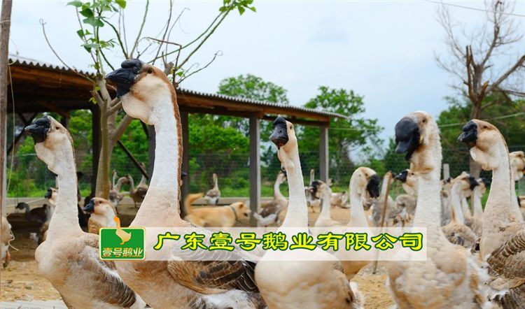 广州狮头鹅苗 壹号狮头鹅
包打疫苗、运输路损、养殖技术