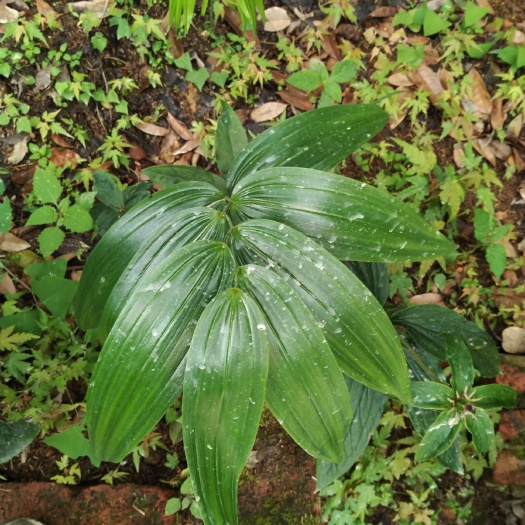 漳平市 黄精