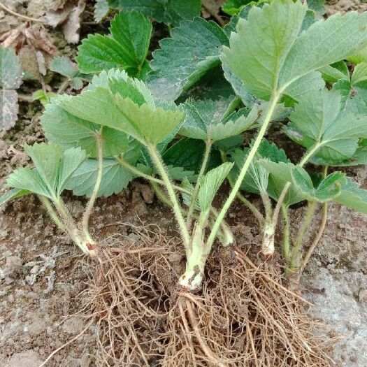 中牟县宁玉草莓苗 10~20公分 地栽苗