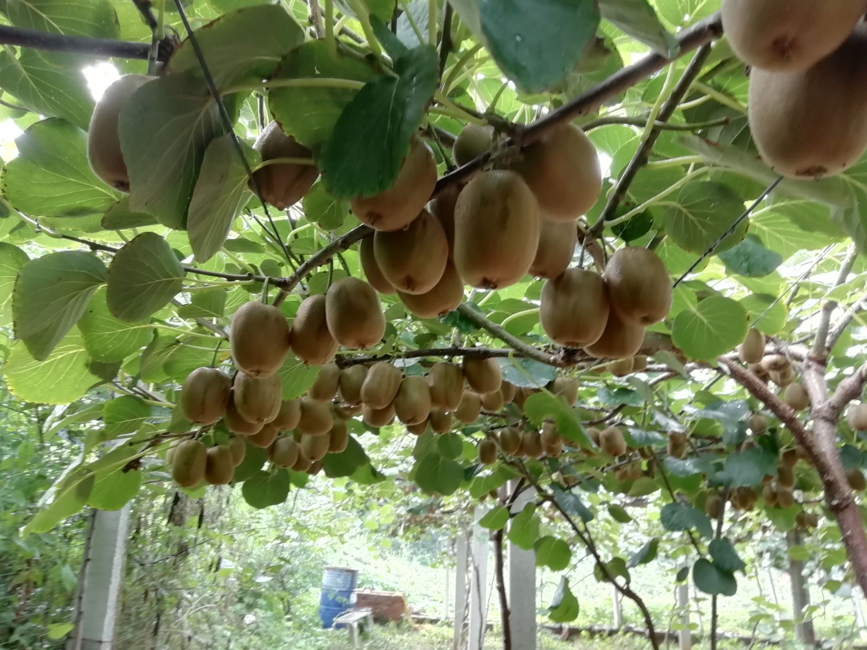  源泉光滑无毛猕猴桃拯救双手！打开味蕾！
可大量批发价格另议