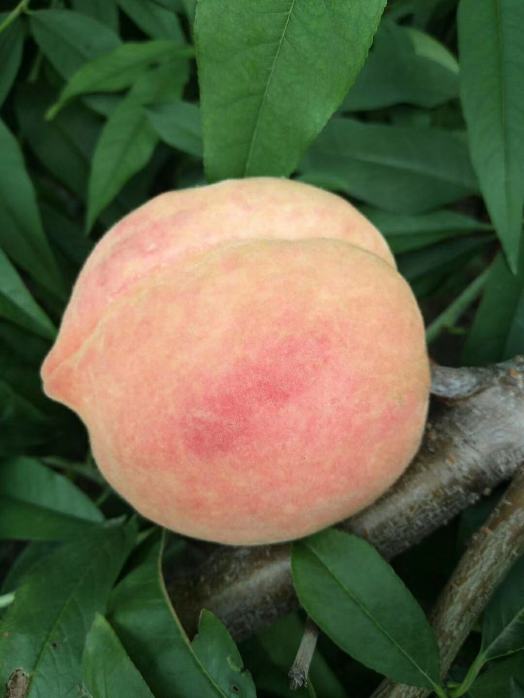  家种，五亩新世纪黄桃，口感好，