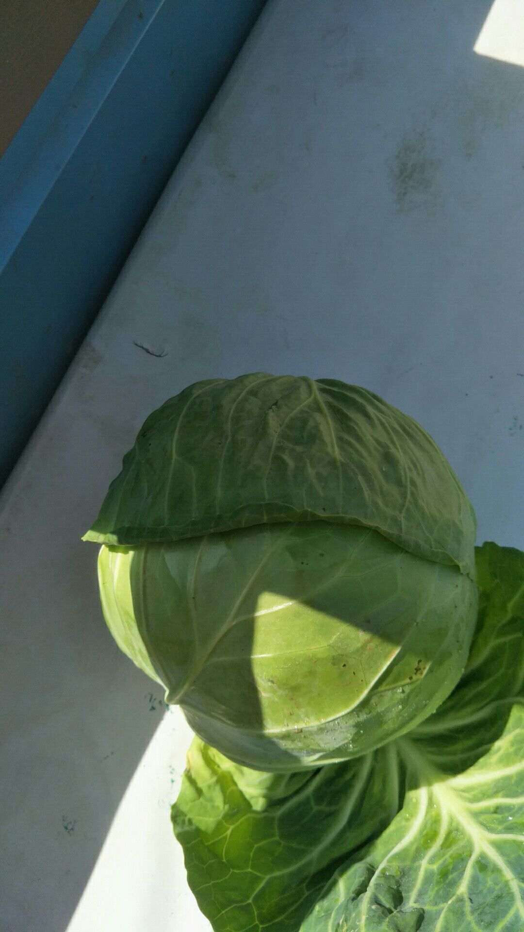 绿包菜  甘蓝大降价