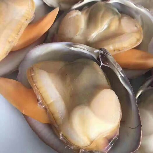 东港市黄蚬子 无沙大黃蚬子