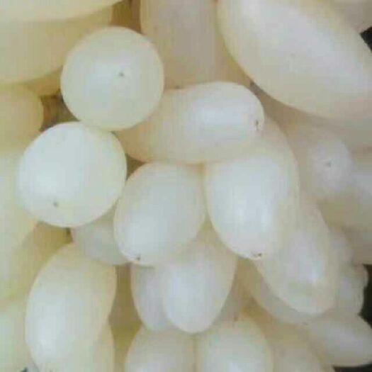 开封马奶葡萄 晶莹剔透，洁白如玉，味美甘甜