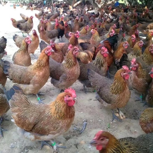 南宁瑶鸡苗，黑瑶苗，肉质鲜美，成活高，包打预苗