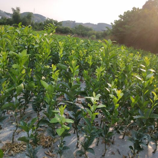 阳朔县茂谷柑苗 嫁接苗 0.5~1米