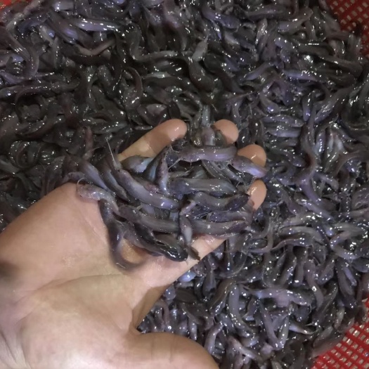 三黄塘虱鱼苗 杂交塘鲺  三黄塘鲺