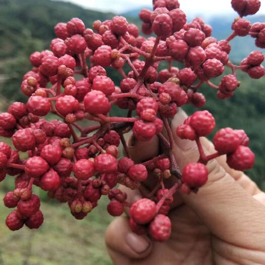 汉源县麦积花椒 当季特级中级，原产地现踩摘