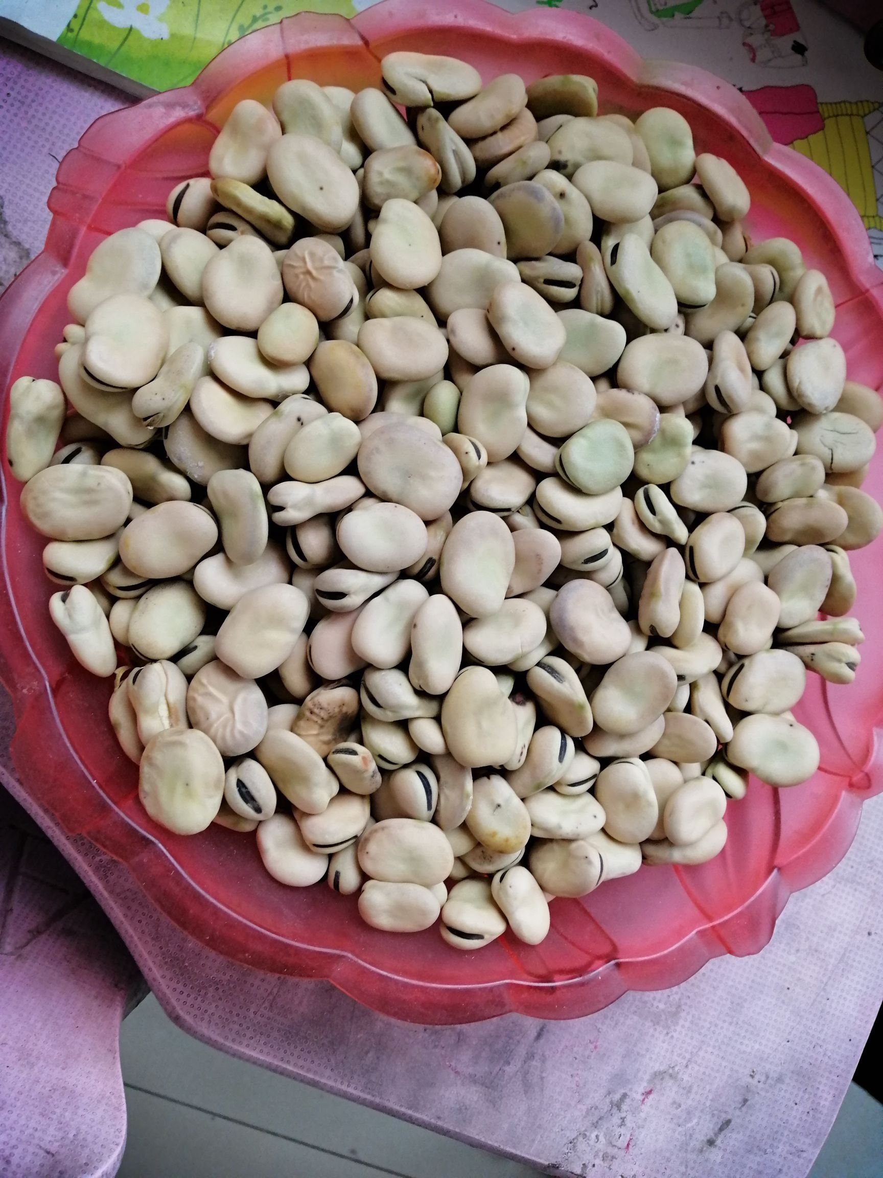大白蚕豆