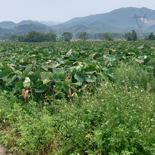 宾阳县 香芋供应