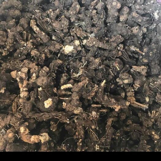 呼伦贝尔苍术 纯