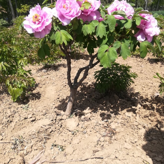 菏泽 牡丹树 庭院花卉 别墅花卉 牡丹苗 菏泽牡丹