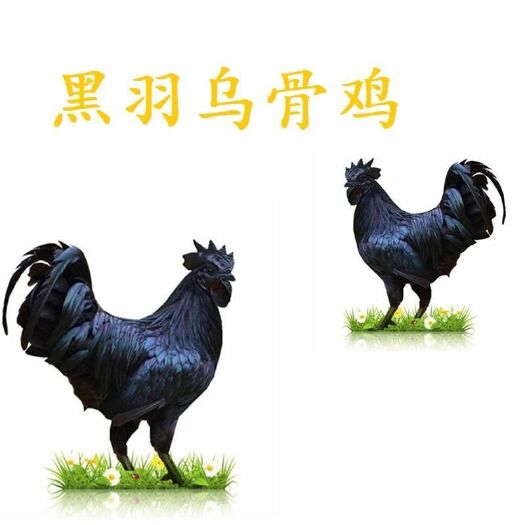 南宁 优质鸡苗 黑羽乌骨鸡苗