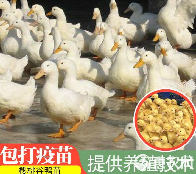 (热销)孵化基地直供白鸭桂柳鸭苗保活到家包疫苗全国送达
