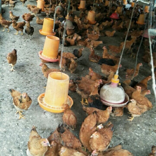 宾阳县 土阉鸡苗