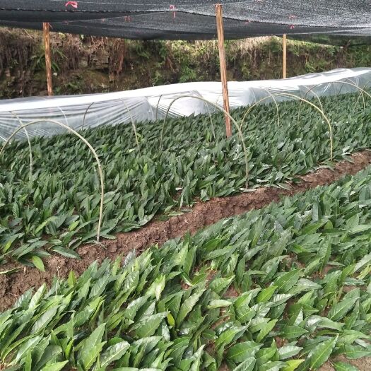 吉首市 湘西保靖黄金茶，一号苗，二号苗，大量有售500g散装