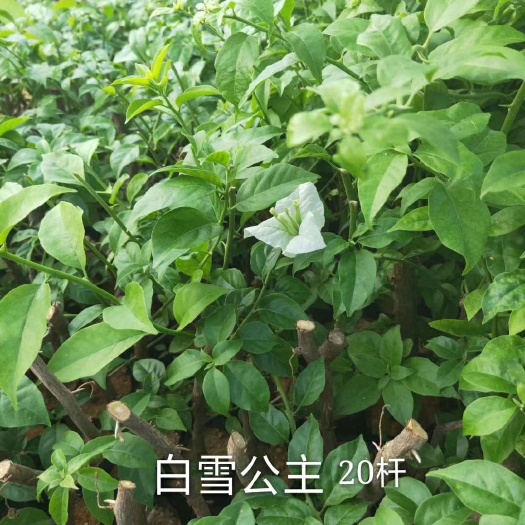 漳州 三角梅白雪公主
