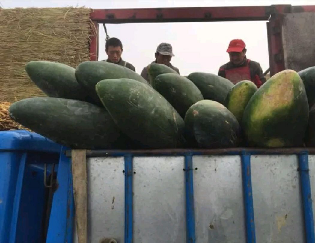 最好的产品给最好的你！黑皮冬瓜大量上市，欢迎前来采购。