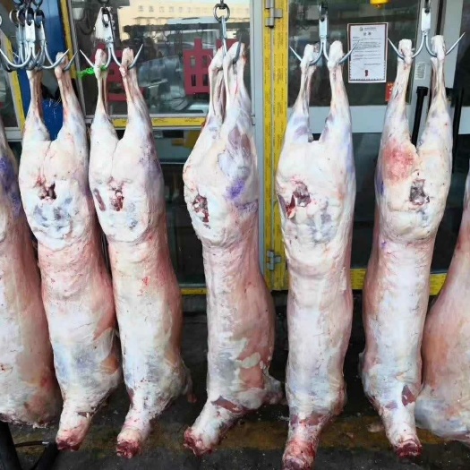特克斯县 新疆八卦城草原羊肉