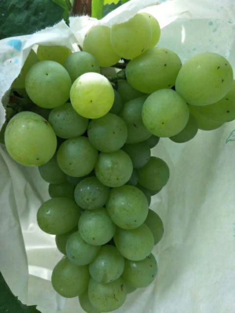 新沂市 大量优质天然葡萄