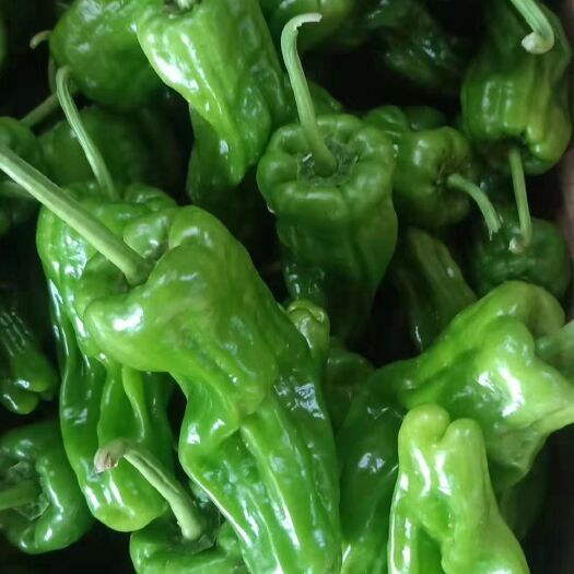 保康县 新上市芜湖椒，质量有保证，现摘现卖，欢迎各地大老板上门收购！