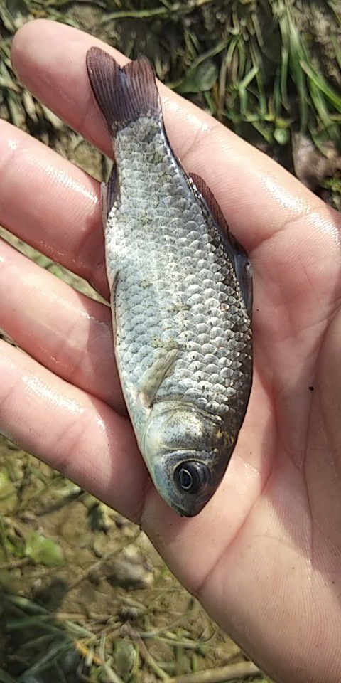 宁蒗县 鲫鱼苗