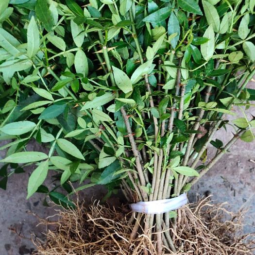 重庆市青花椒苗 九叶青花椒