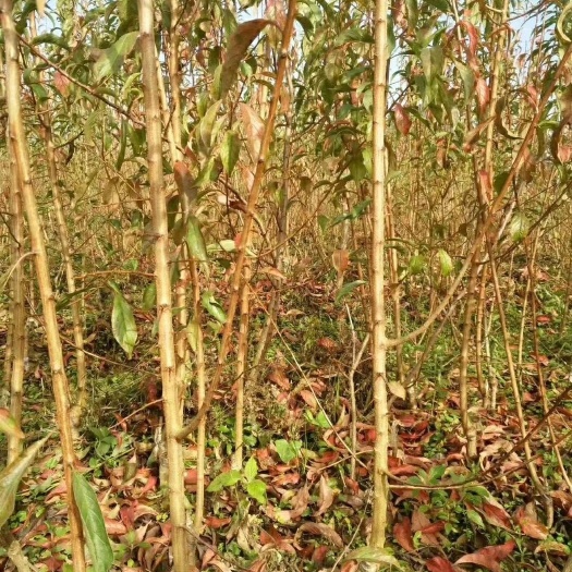 镇宁县蜂糖李树苗  蜂糖李苗，四月李苗，枝条，长年有货，下半年发货