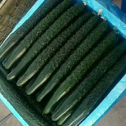 凌源市密刺黄瓜 新品上市，产地直供，质量没的说