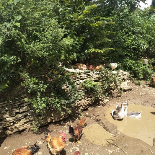 安顺 散养白脚黑脚黄脚本地鸡，882出卖