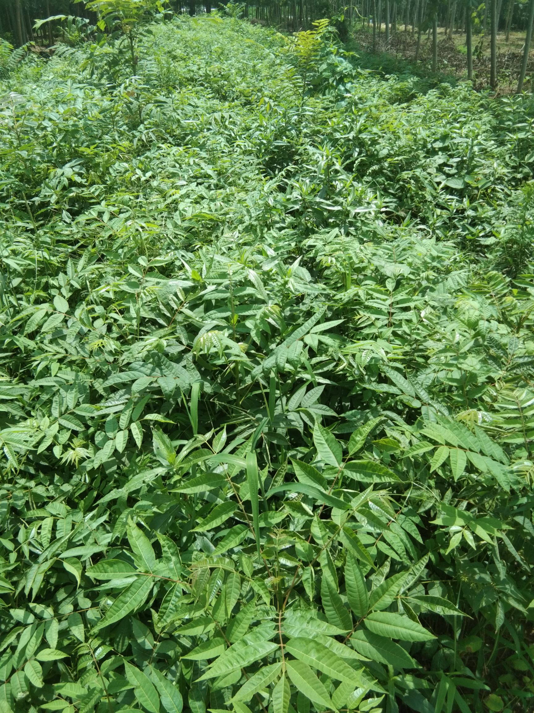 绿油香椿苗 自家地里种的无中间商